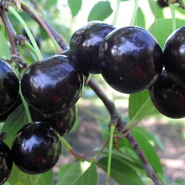 Вишня обыкновенная Антрацитовая
