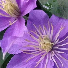 Клематис Justa