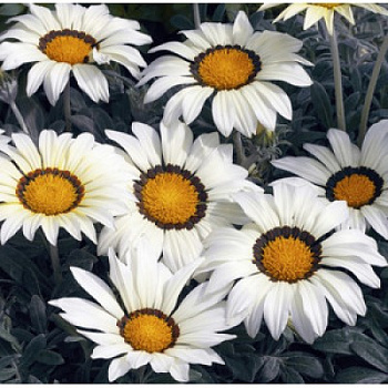 Газания Кисс Вайт