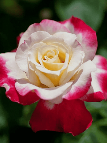 Роза чайно-гибридная  Double Delight