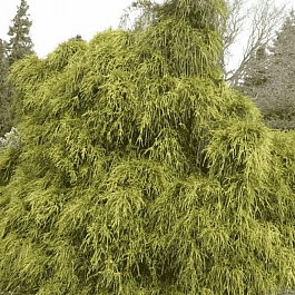 Кипарисовик горохоплодный Filifera Aurea Nana