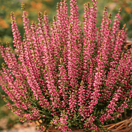 Вереск обыкновенный Red Angie