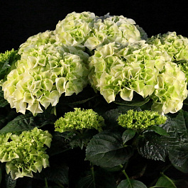 Гортензия крупнолистовая Вуду Гортензия крупнолистовая Вуду