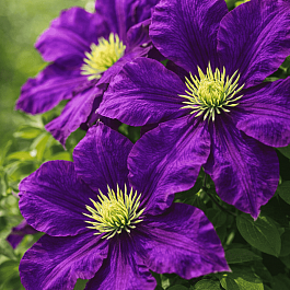 Клематис гибридный Lech Kaczynski