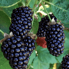 Ежемалина гибридная Бойсенберри