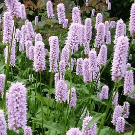 Горец змеиный Superba