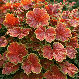 Гейхера Northern Exposure Sienna