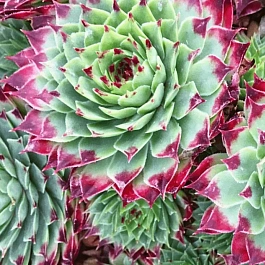 Молодило известковое