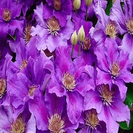 Клематис гибридный Ashva