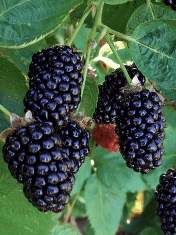 Ежемалина гибридная Бойсенберри