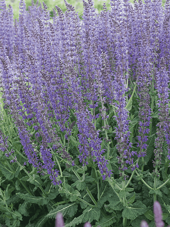 Шалфей дубравный Mainacht