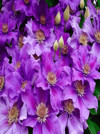 Клематис гибридный Ashva