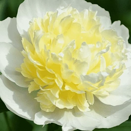 Пион Молочноцветковый Laura Dessert