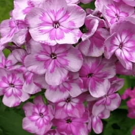 Флокс метельчатый Magic Blue