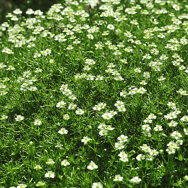 Мшанка шиловидная Green Moss