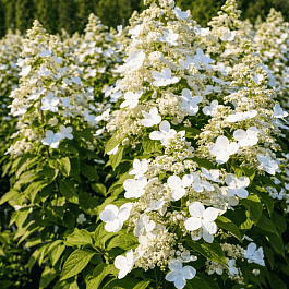 Гортензия метельчатая Mustila