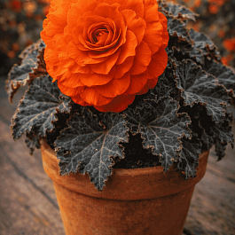 Бегония клубневая Mocca Deep Orange