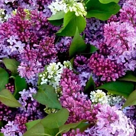 Сирень обыкновенная Смесь Окрасок