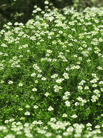 Мшанка шиловидная Green Moss