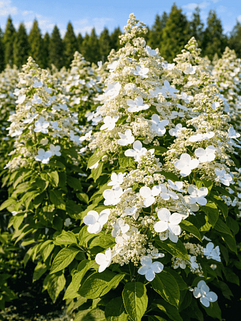 Гортензия метельчатая Mustila