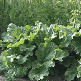 Ревень волнистый Rhabarbarum