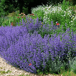 Котовник Фассена Six Hills Giant Gold