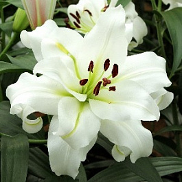 Лилия ОТ-гибрид Уайт Айз