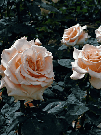 Роза чайно-гибридная Marilyn Monroe