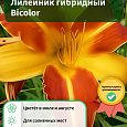 Лилейник гибридный Bicolor Лилейник гибридный Bicolor