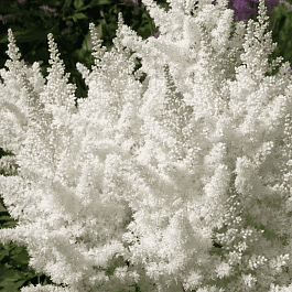 Астильба Арендса White Tone