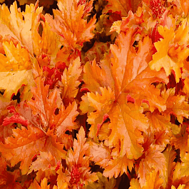 Гейхера Amber Waves