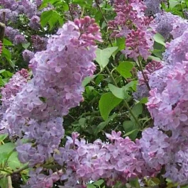 Сирень обыкновенная Ладога