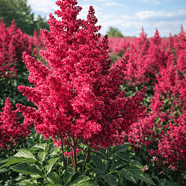 Астильба Арендса Lucky Day