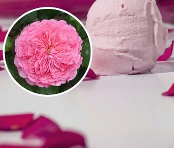 Роза парковая кулинарная Тео Клеверс