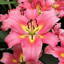 Лилия ОТ-гибрид Авентино