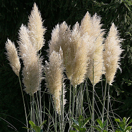 Пампасная трава Вайт Фезер