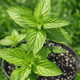 Мята Какао с Маршмеллоу