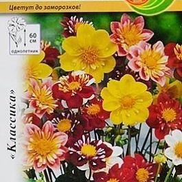 Георгина Коларетта Дэнди