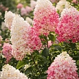 Гортензия метельчатая Mix