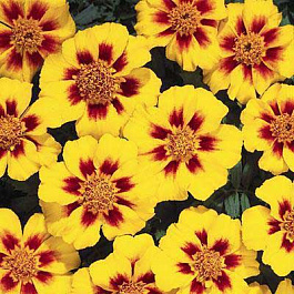 Бархатцы отклоненные Диско Гранада