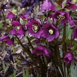 Морозник восточный Pretty Ellen Purple