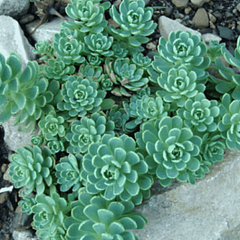 Очиток толстоветвистый