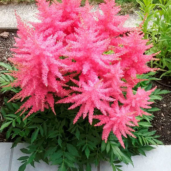 Астильба гибридная Юник Сериз НАБОР 2ШТ (1+1)