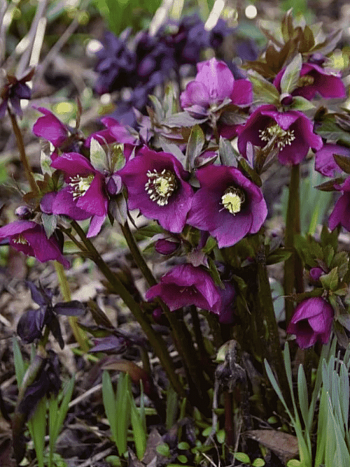 Морозник восточный Pretty Ellen Purple