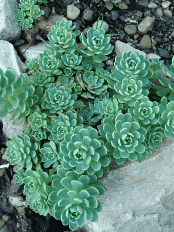 Очиток толстоветвистый