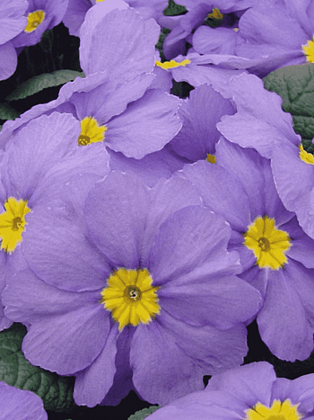 Примула головчатая Noverna Deep Blue