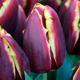 Тюльпан Триумф Доберман