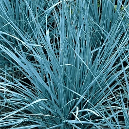 Элимус песчаный  Blue Dune