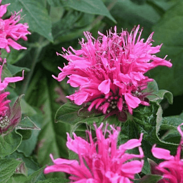 Монарда гибридная Cranberry Lace