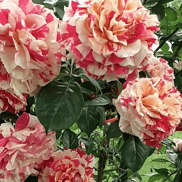 Роза Плетистая Vanille Fraise